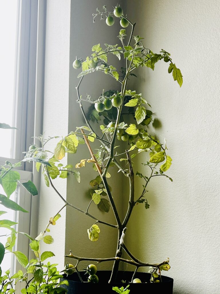 My cherry tomato is heavy with fruit, but it's fully supported to finish growing now that I've brought it inside and put it in a sunny corner of my office.